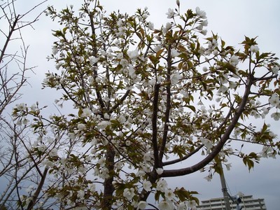 R0017705.JPG