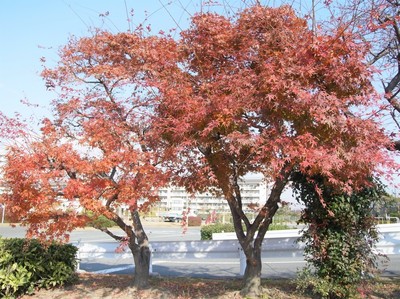 R0018138.jpg