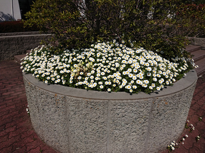 DSC_0083.JPG