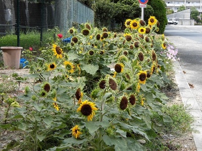 20160903E.jpg