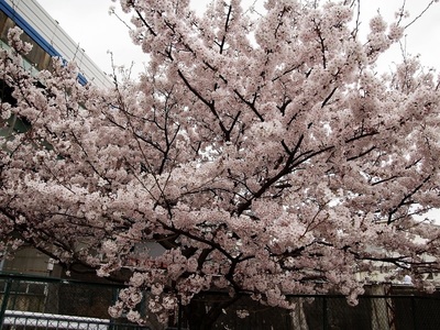 20170406A.jpg