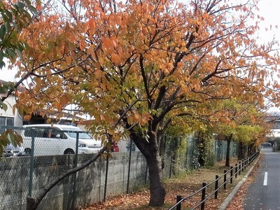 20171125A.jpg