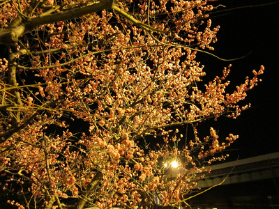 IMG_0002.jpg